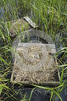 Forsters Tern Nests photo